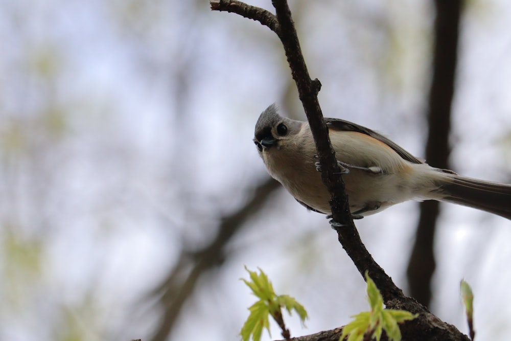 a small bird perched on a tree branch