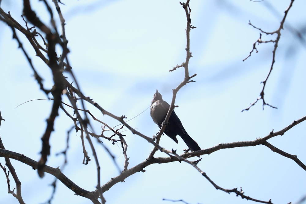 a bird sitting on a branch of a tree