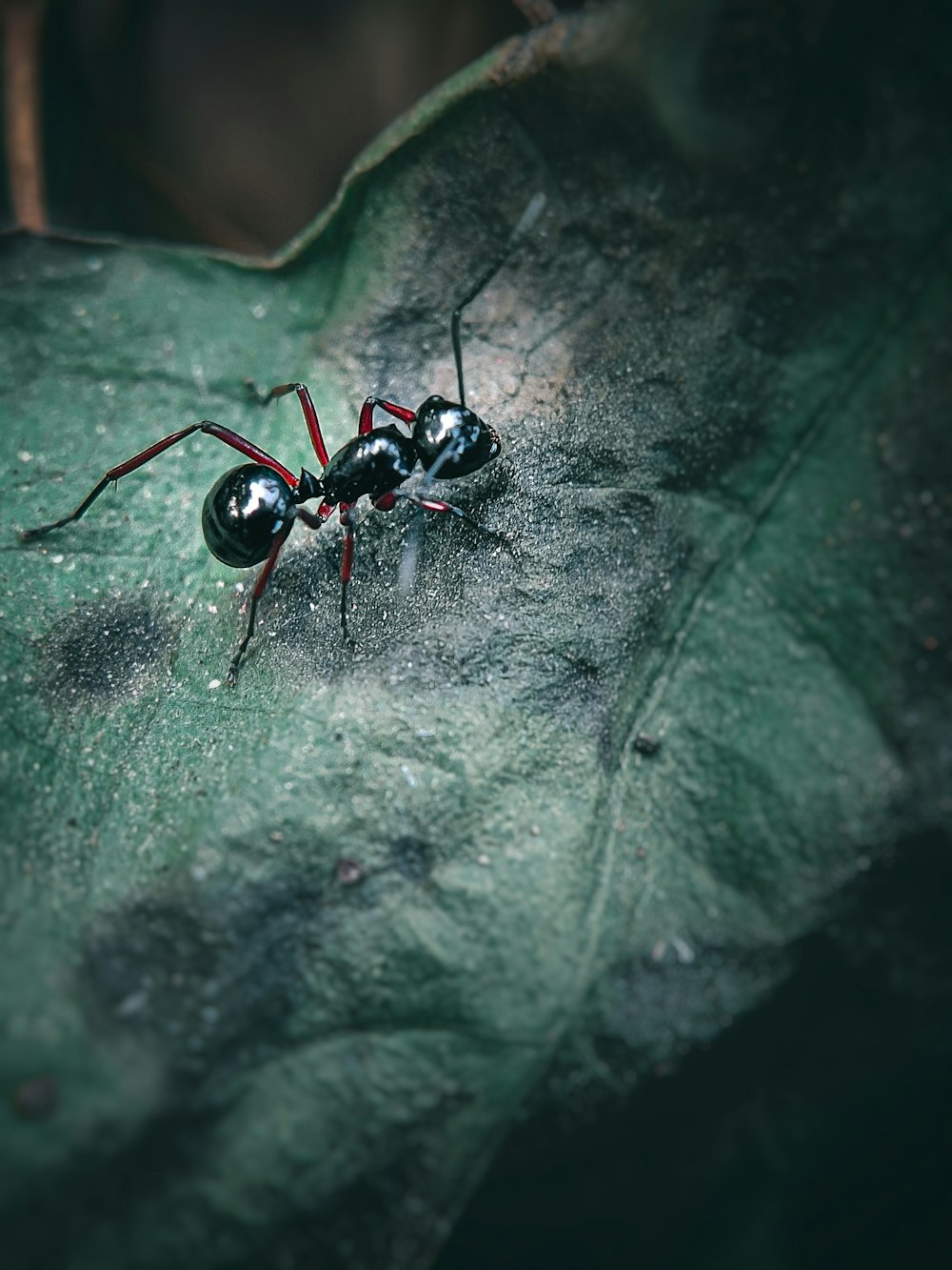 a close up of a bug on a leaf