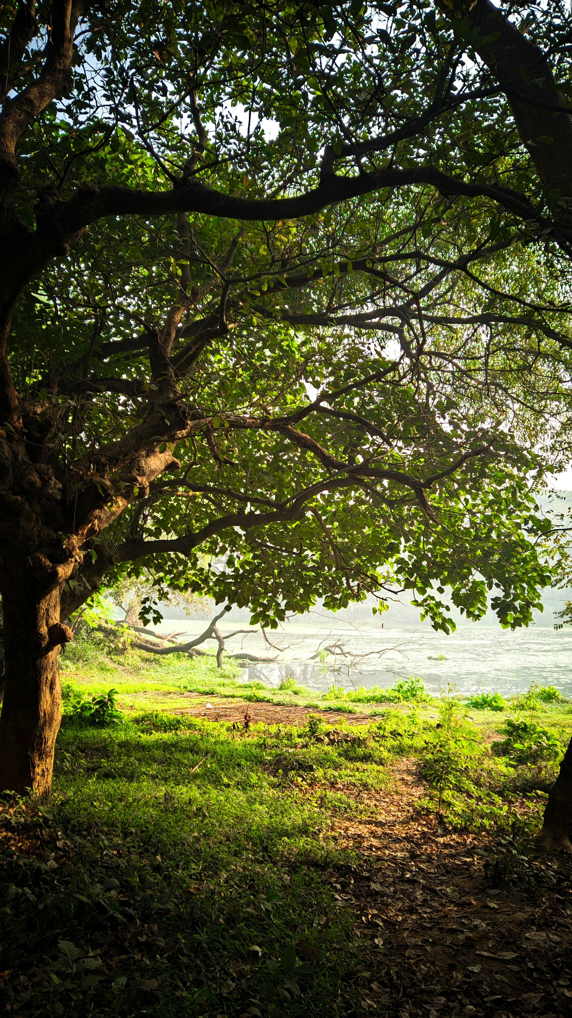a bench under a tree on a grassy field