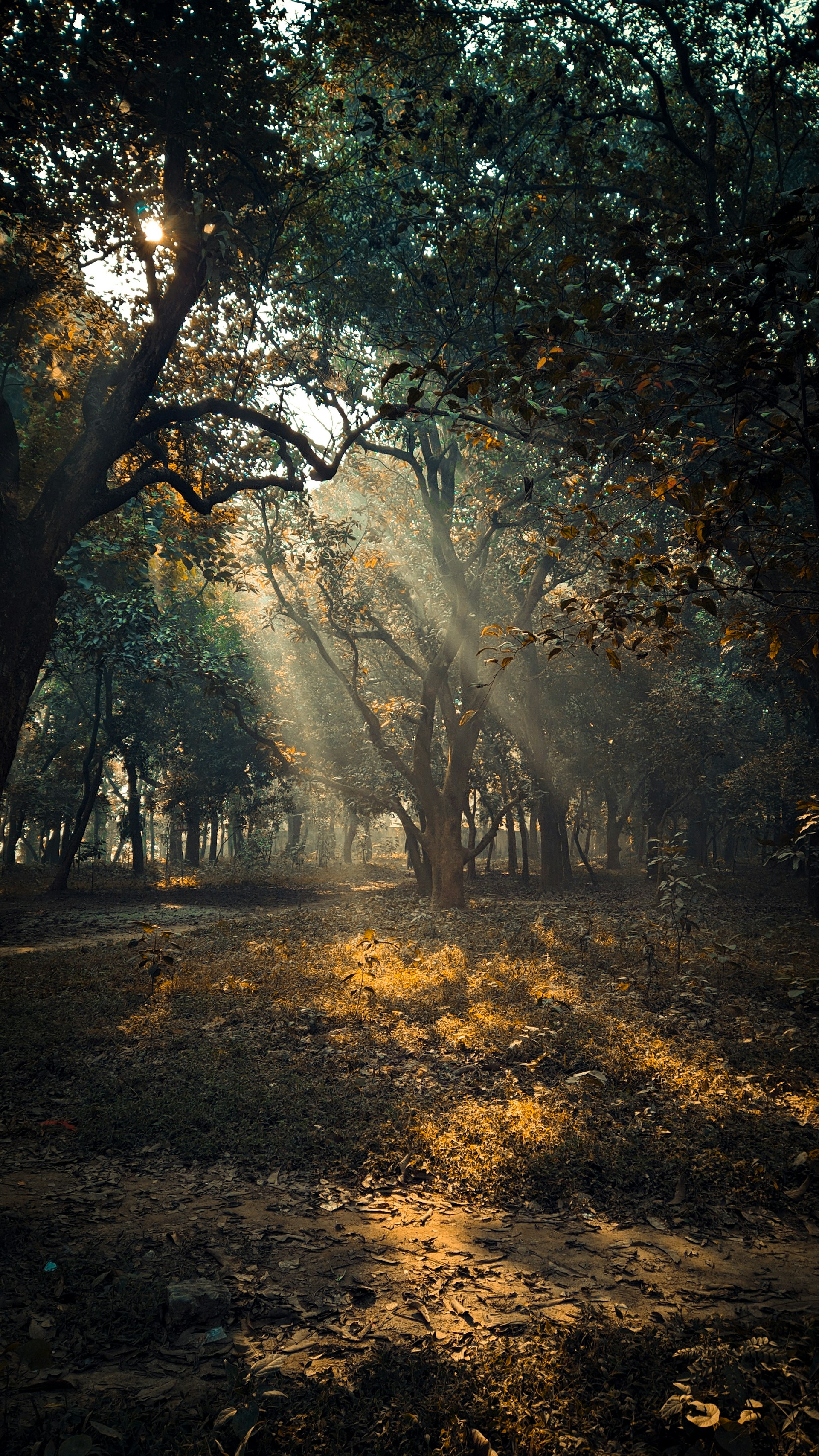 the sun shines through the trees in the forest