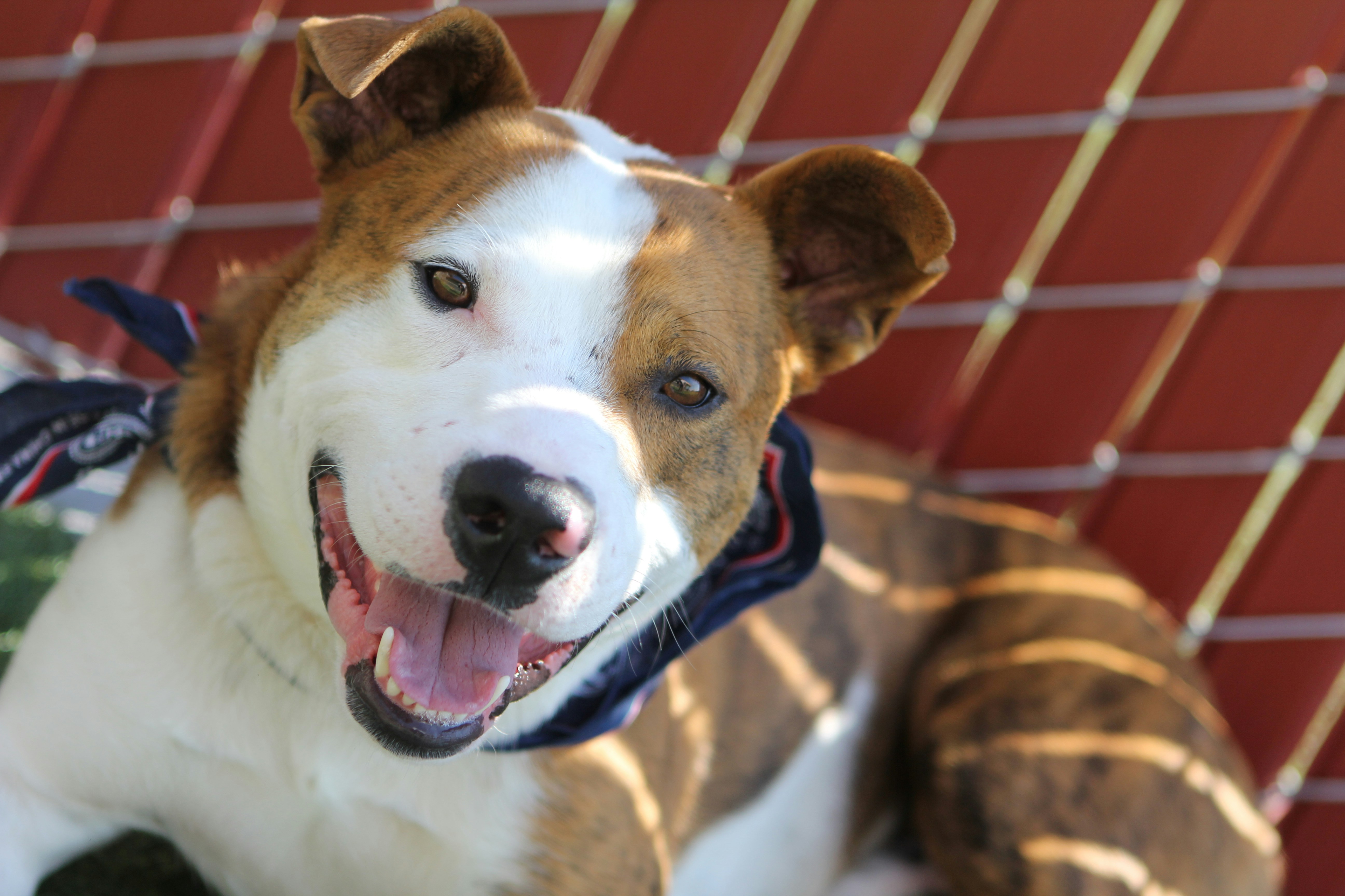 a brown and white dog sitting on top of a bench