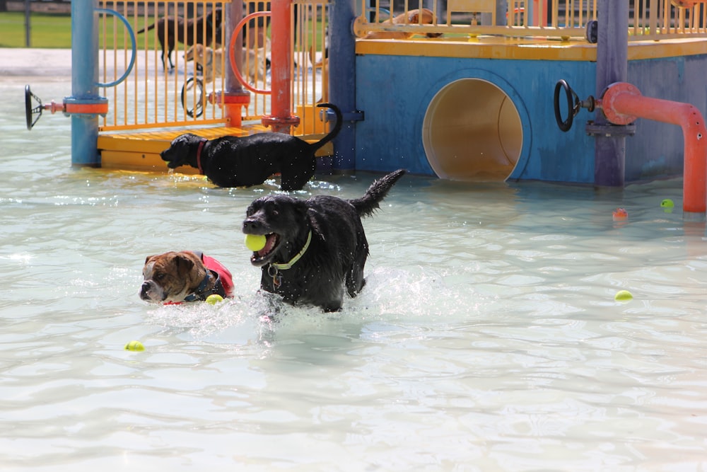 a couple of dogs are playing in the water