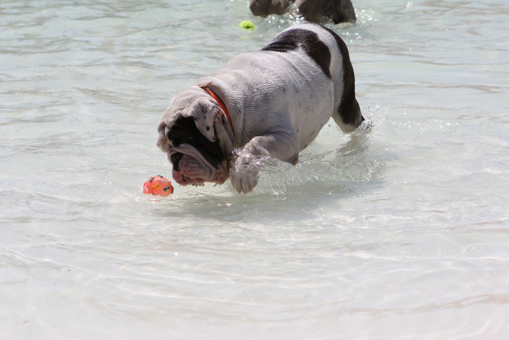 a dog playing with a ball in the water