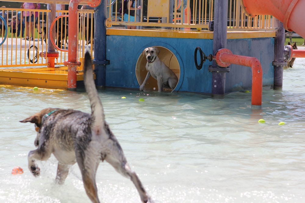 a dog is playing in the water at a playground
