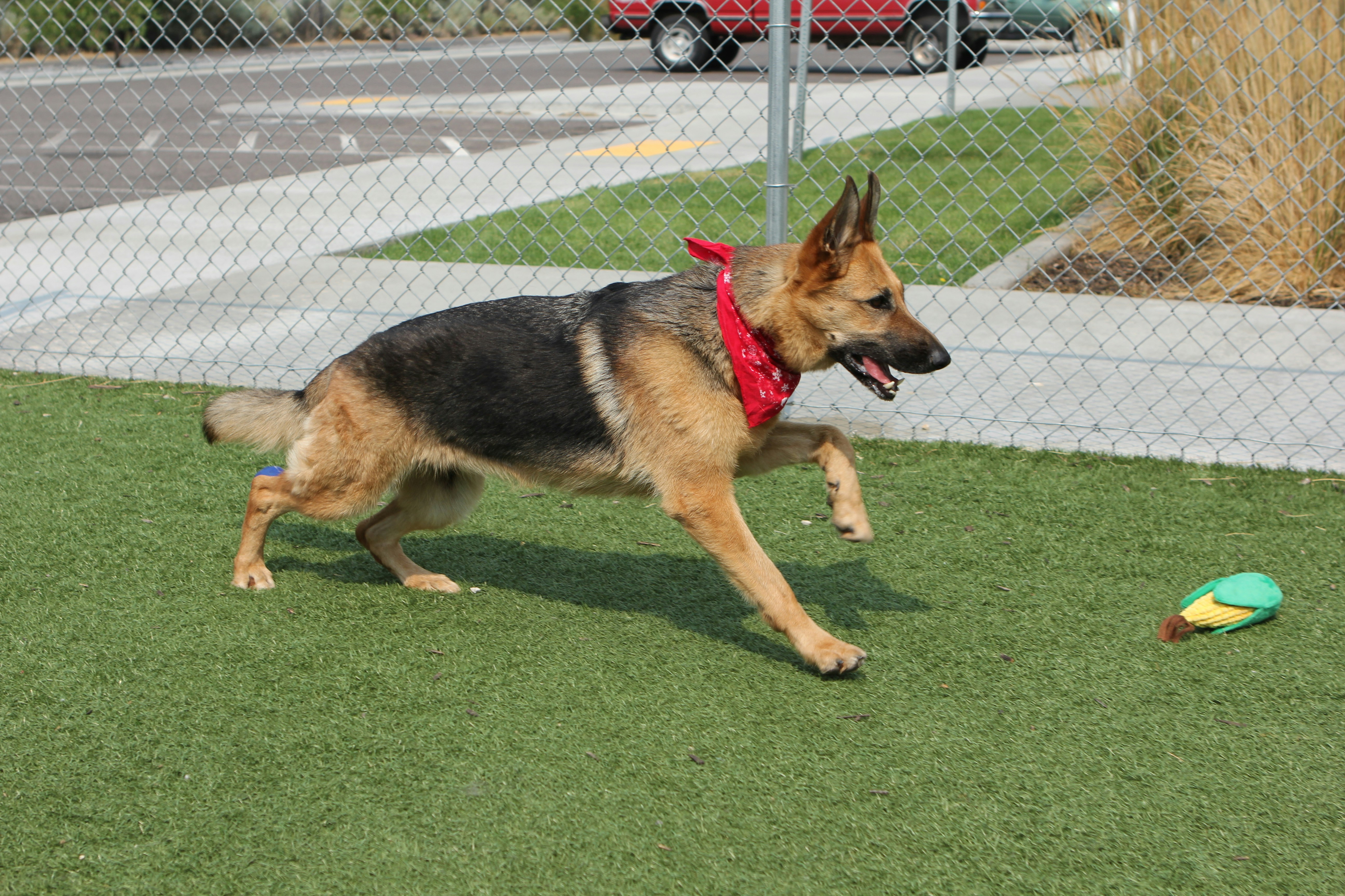 A german shepherd playing with a ball in a fenced in area photo Free