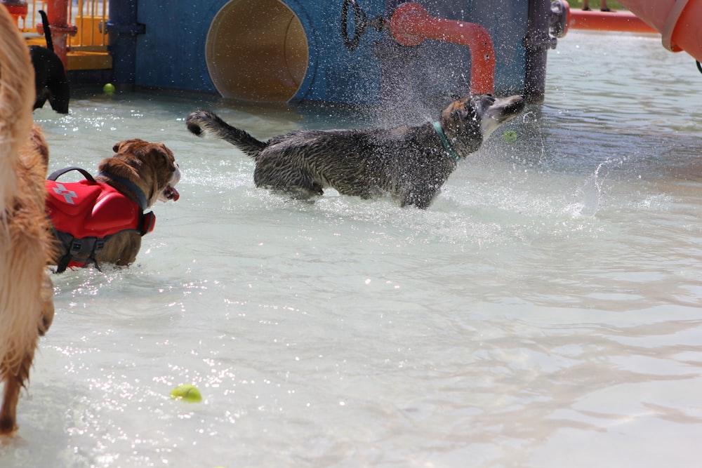 a couple of dogs playing in the water