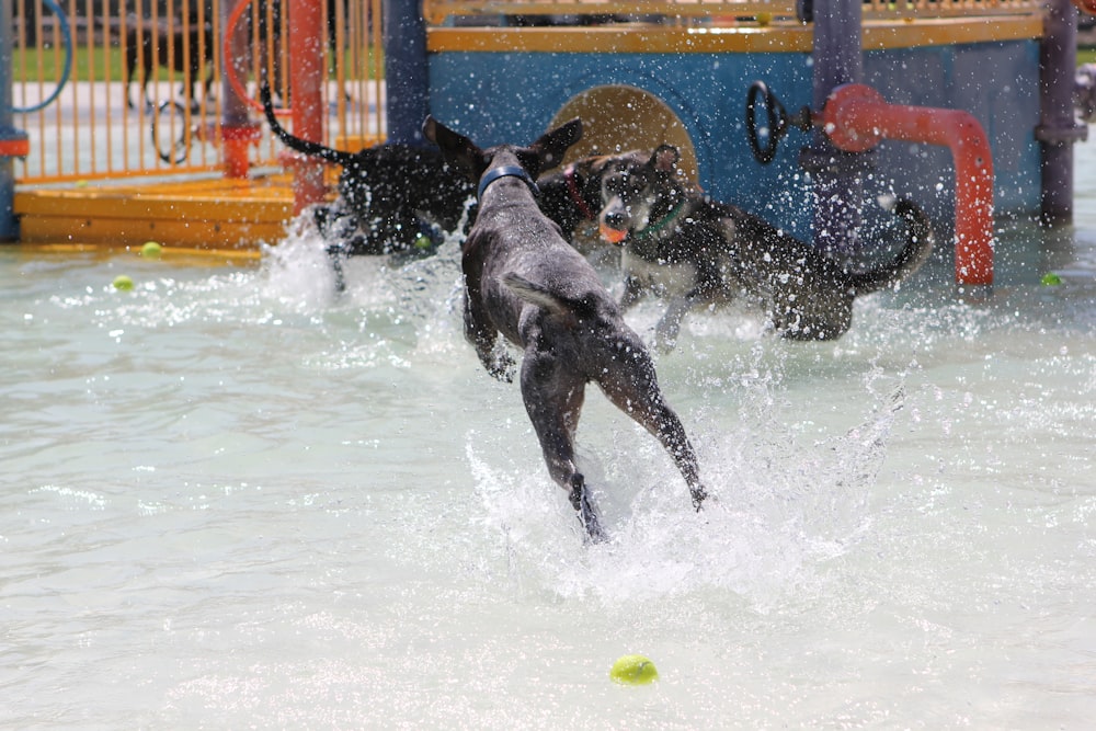 a couple of dogs playing in the water