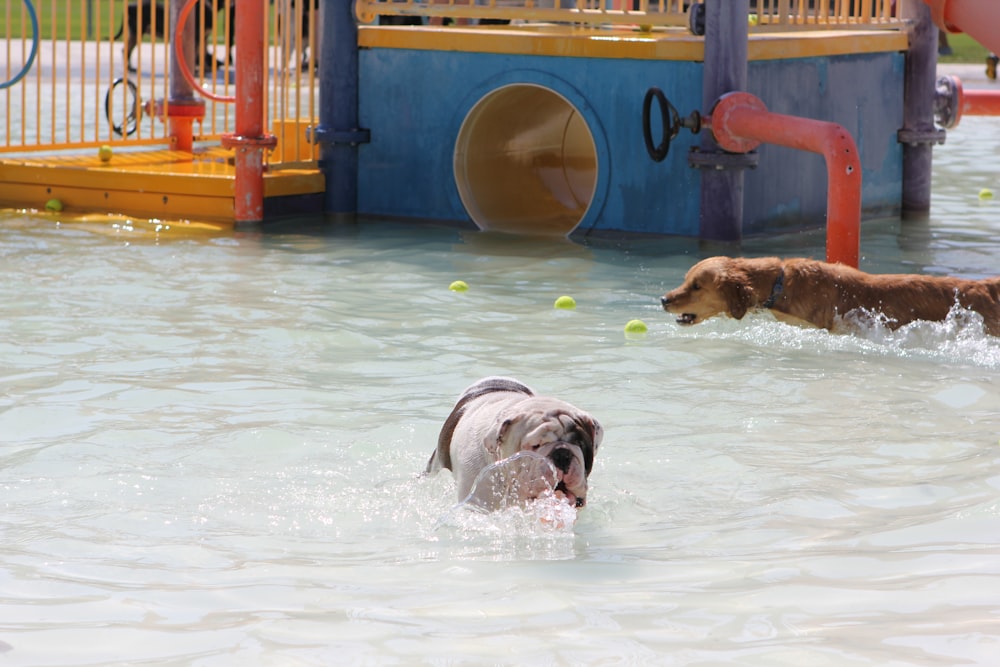 a couple of dogs playing in a pool