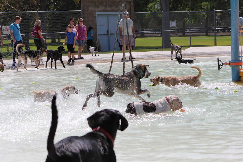 a group of dogs playing in a pool of water
