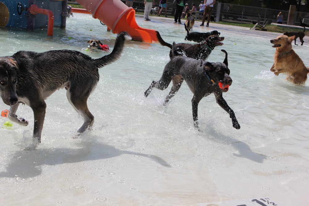 a group of dogs playing in a water park