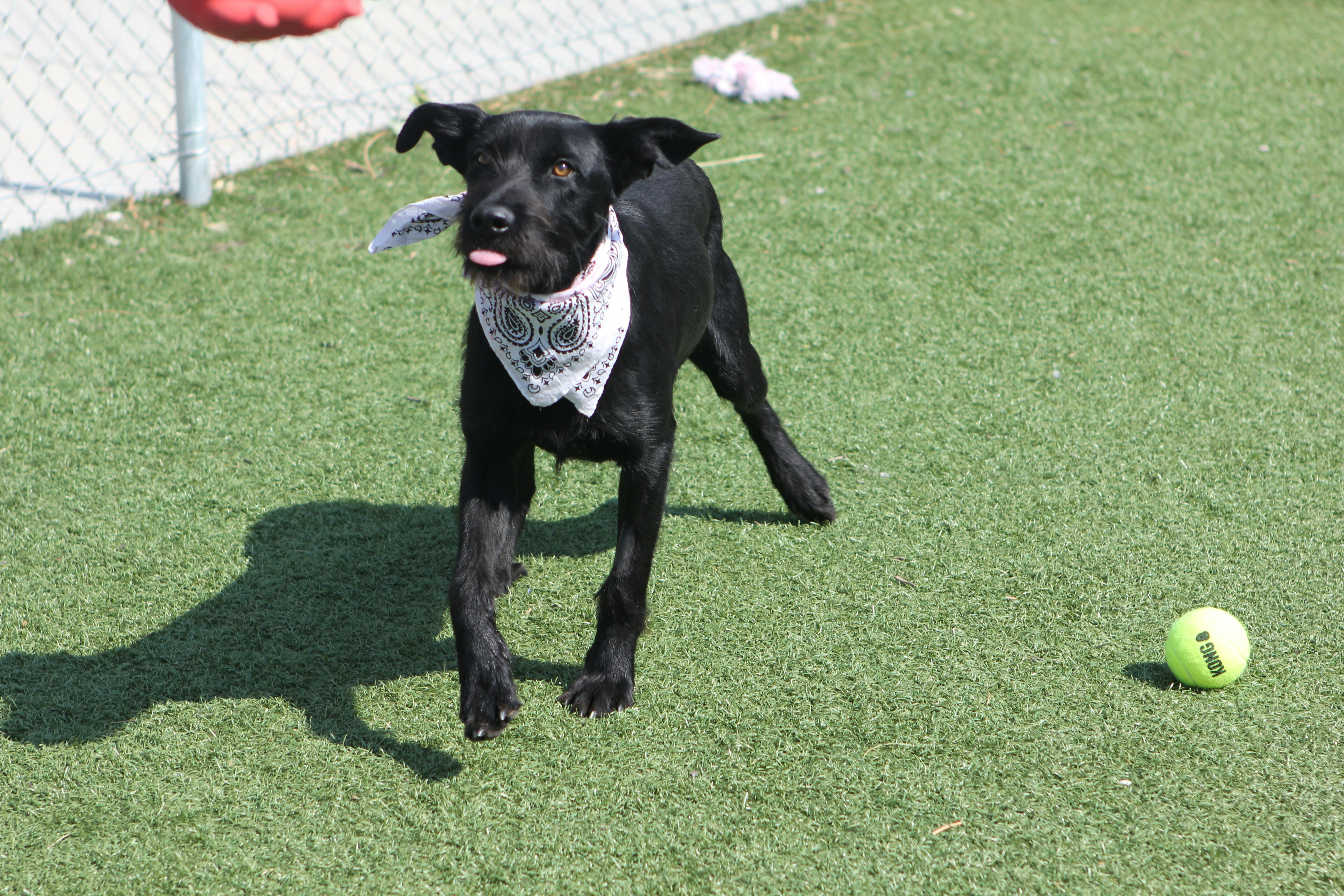 a black dog with a bandana running towards a ball