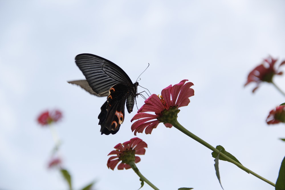 a black and white butterfly sitting on top of a pink flower