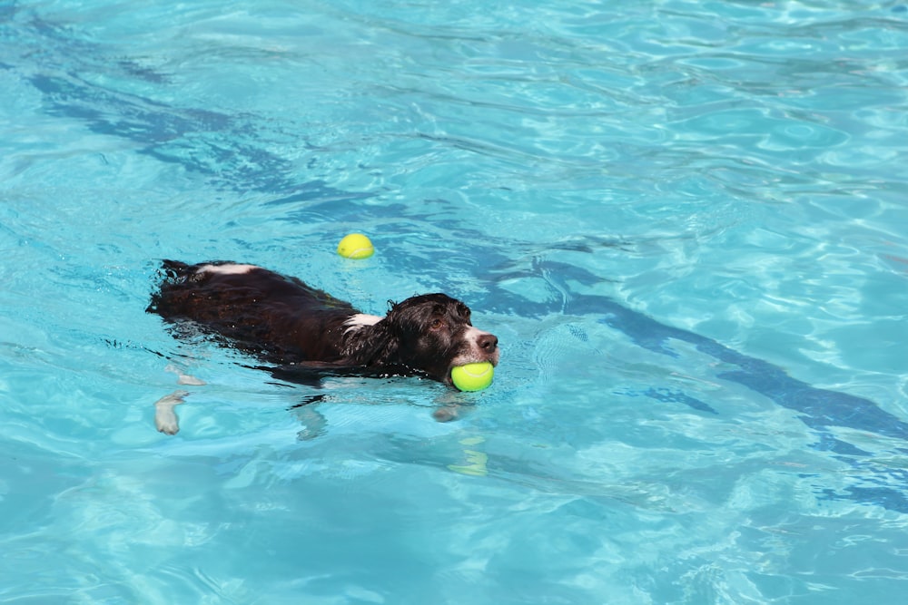 un cane che nuota in una piscina con una pallina da tennis in bocca