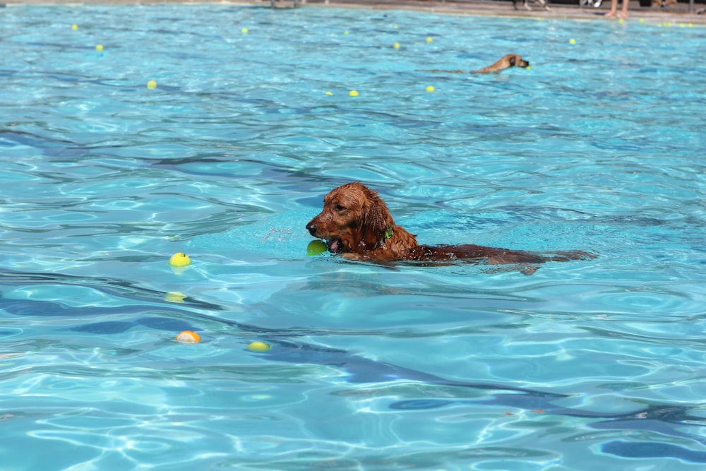 a dog swimming in a pool with a ball in it's mouth