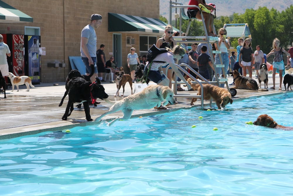 a group of dogs playing in a swimming pool