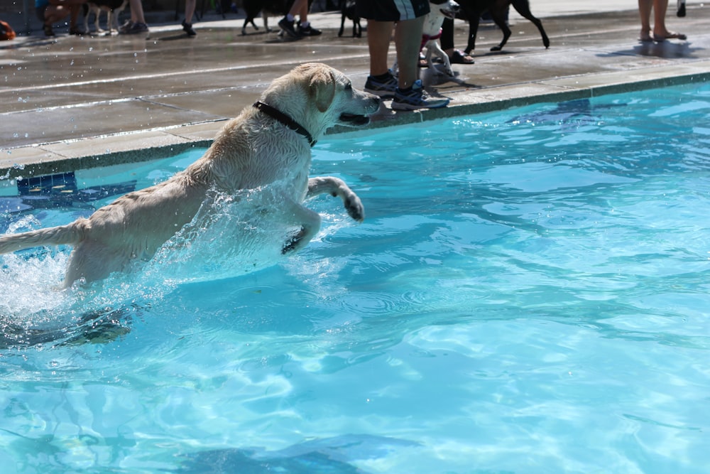 a dog jumping into a pool of water
