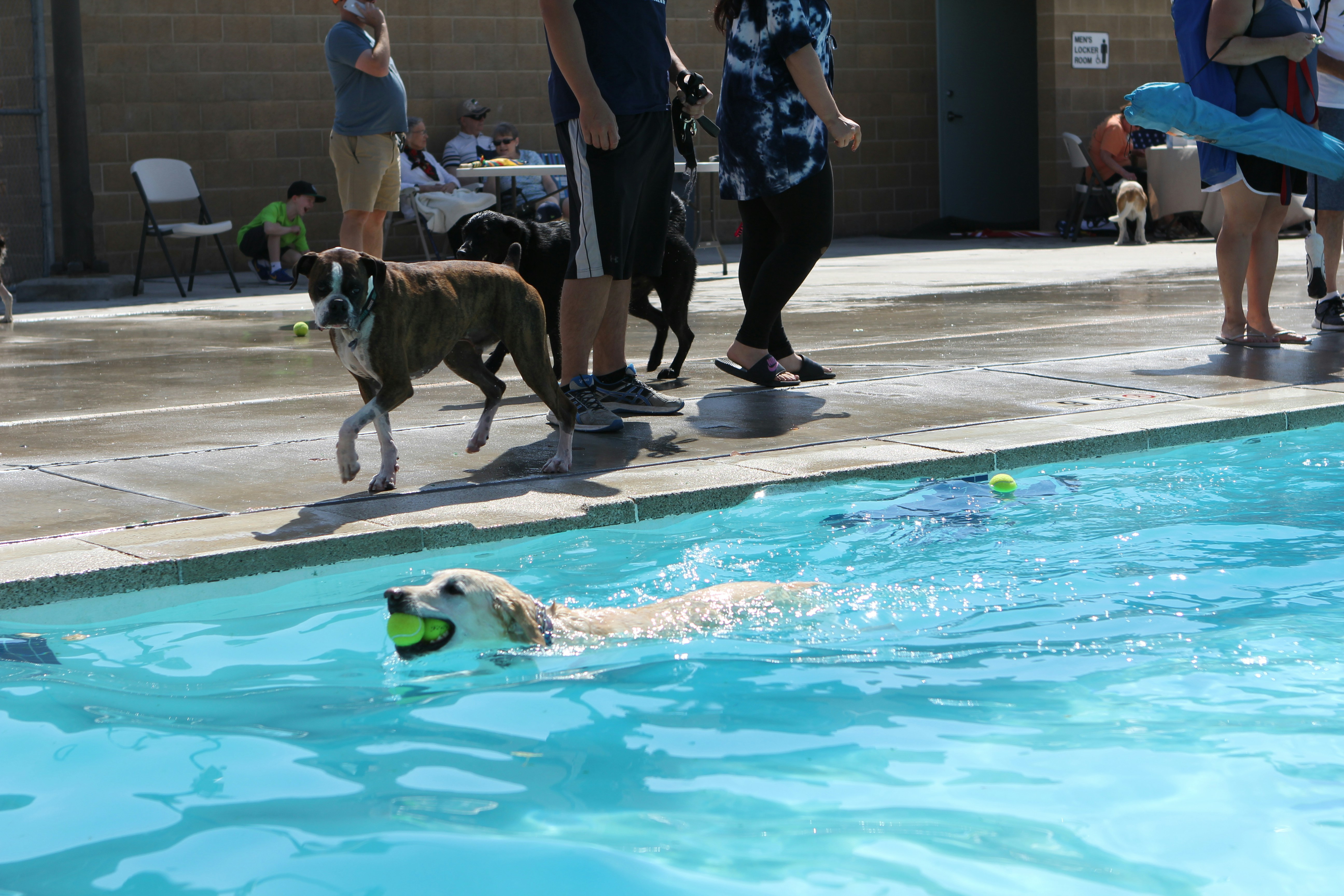 Training session at the Service Dog School of America