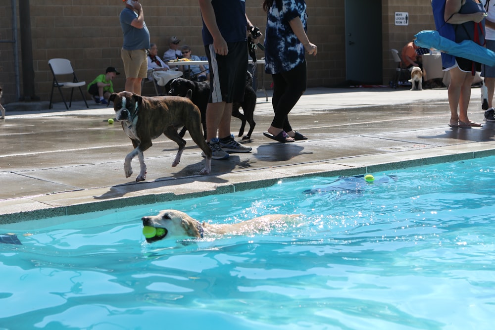 a group of people standing around a swimming pool