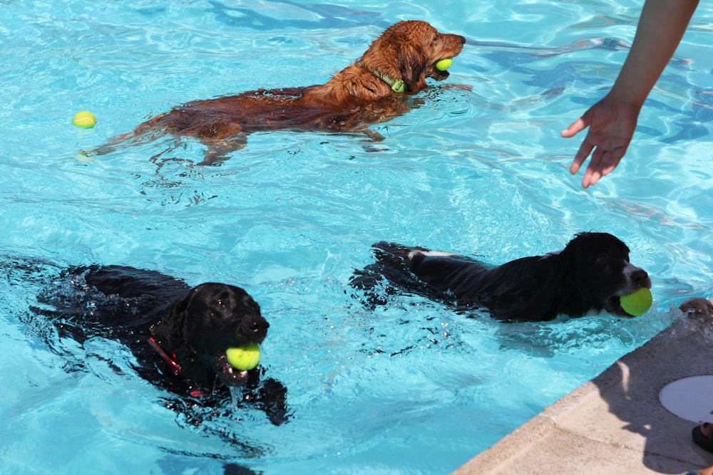 a group of dogs playing with tennis balls in a pool