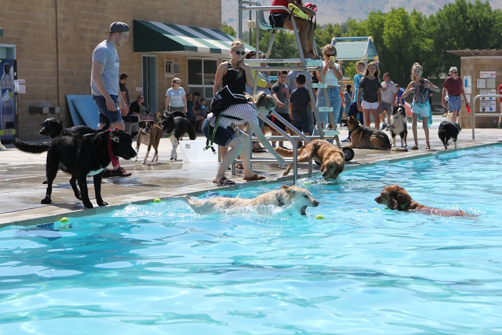 a group of people standing around a swimming pool with dogs