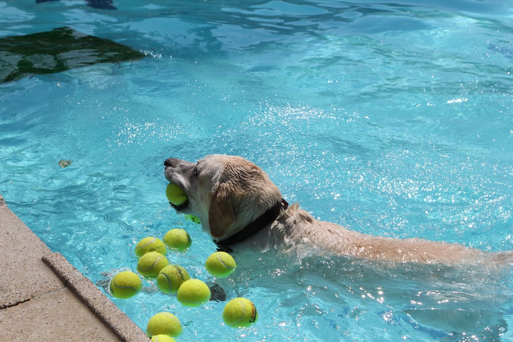 un cane che gioca con palline da tennis in una piscina