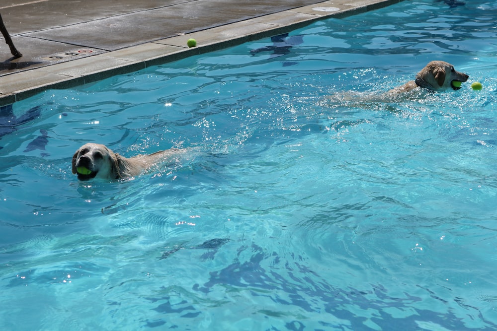 two dogs playing with a ball in a pool