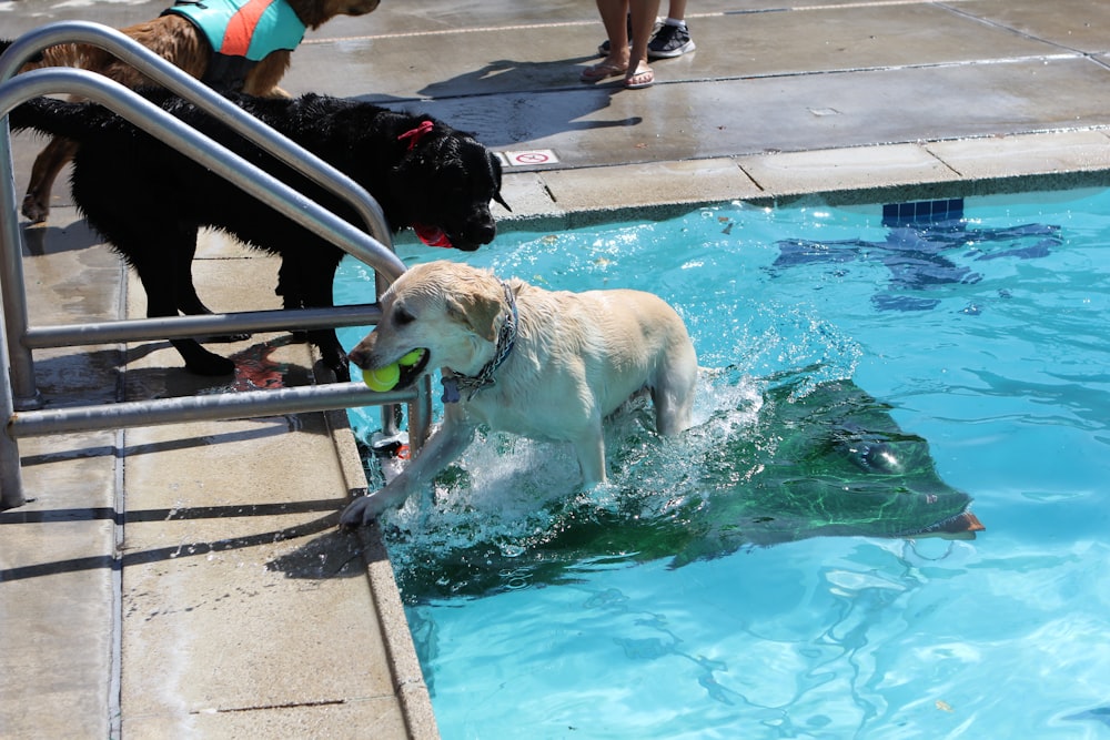 two dogs playing with a tennis ball in a pool