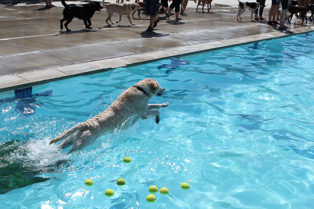 a dog in a pool playing with tennis balls