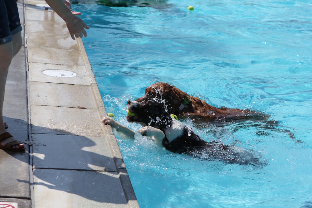 un cane che gioca con una pallina da tennis in una piscina