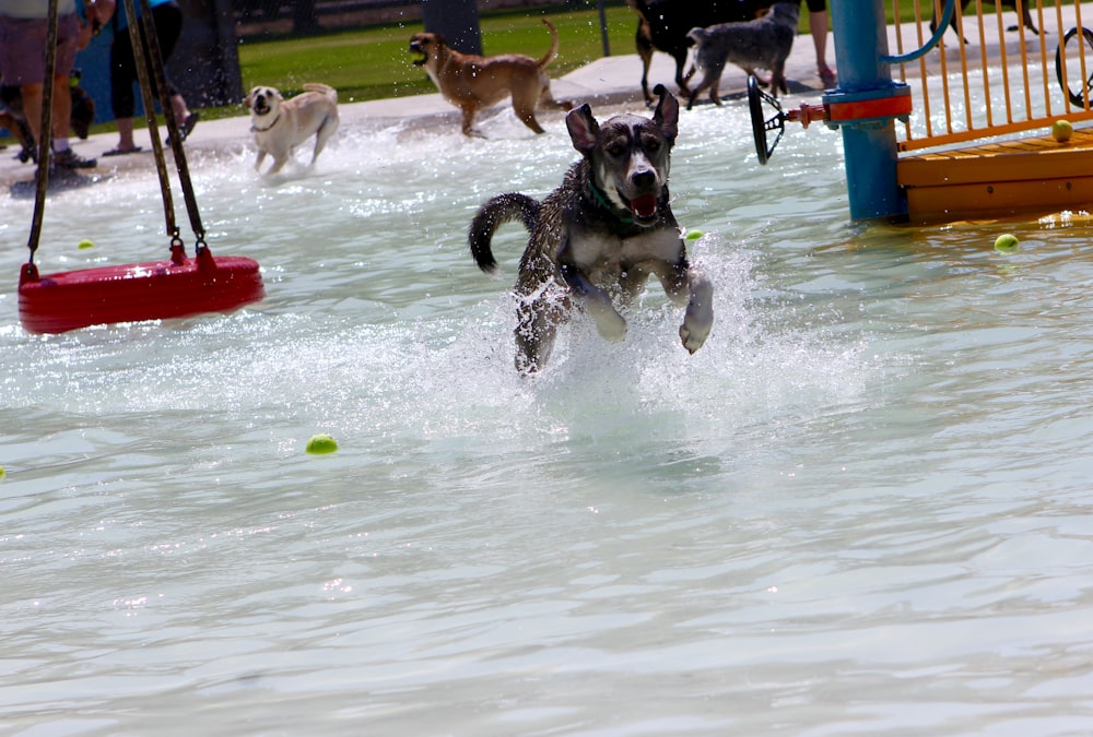Un gruppo di cani che giocano in un parco acquatico
