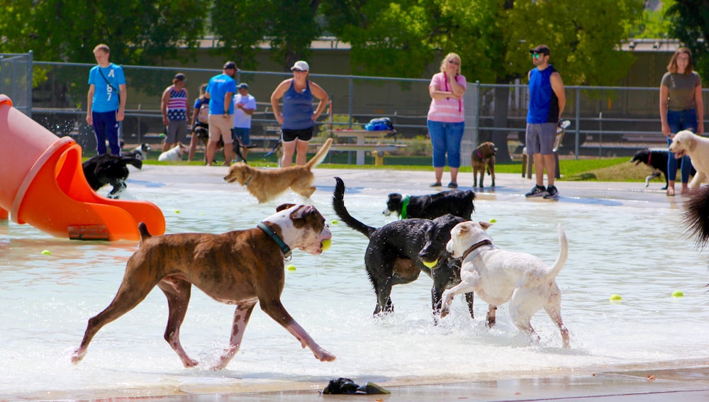 a group of dogs playing in a water park