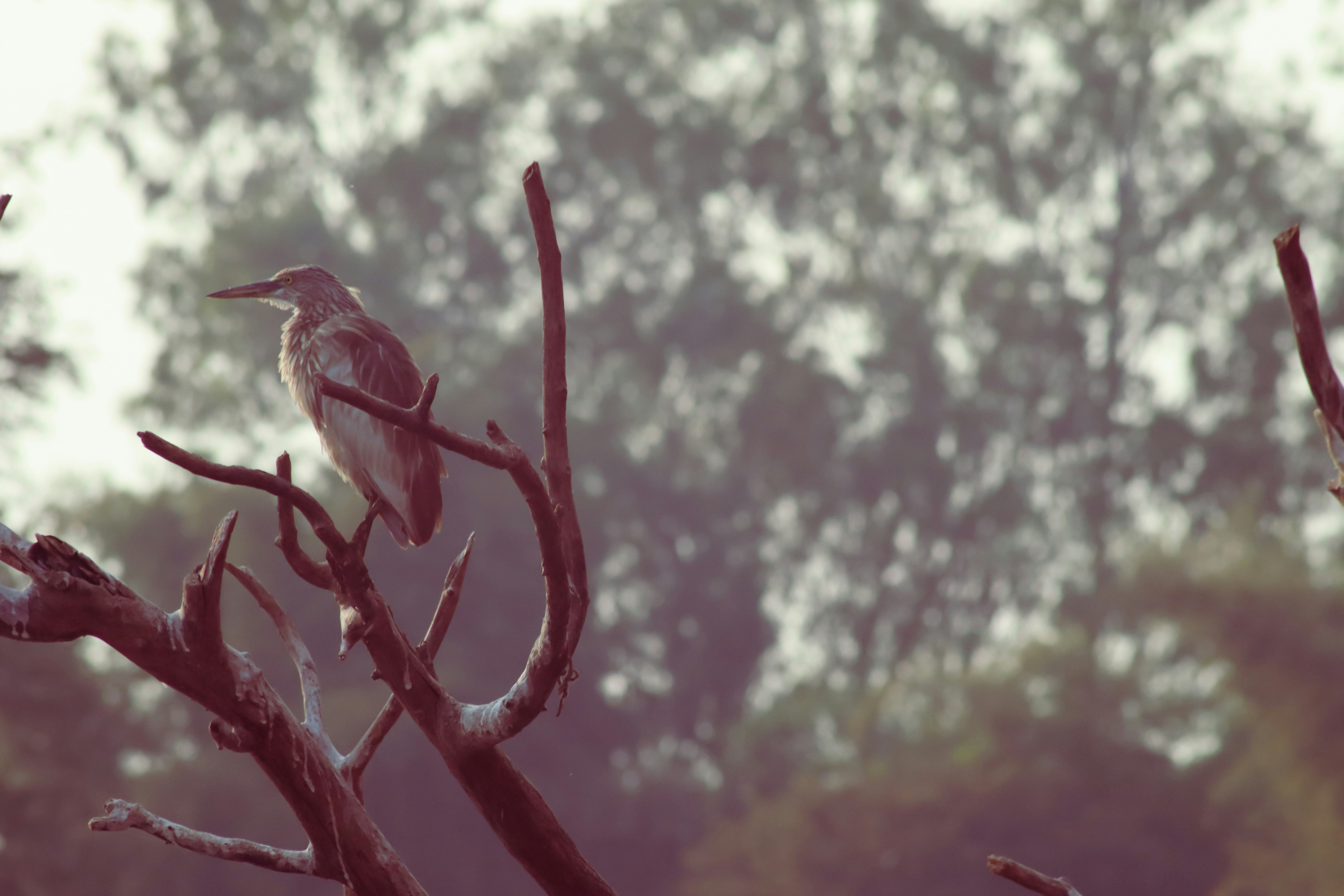 Photo by pushpak_art