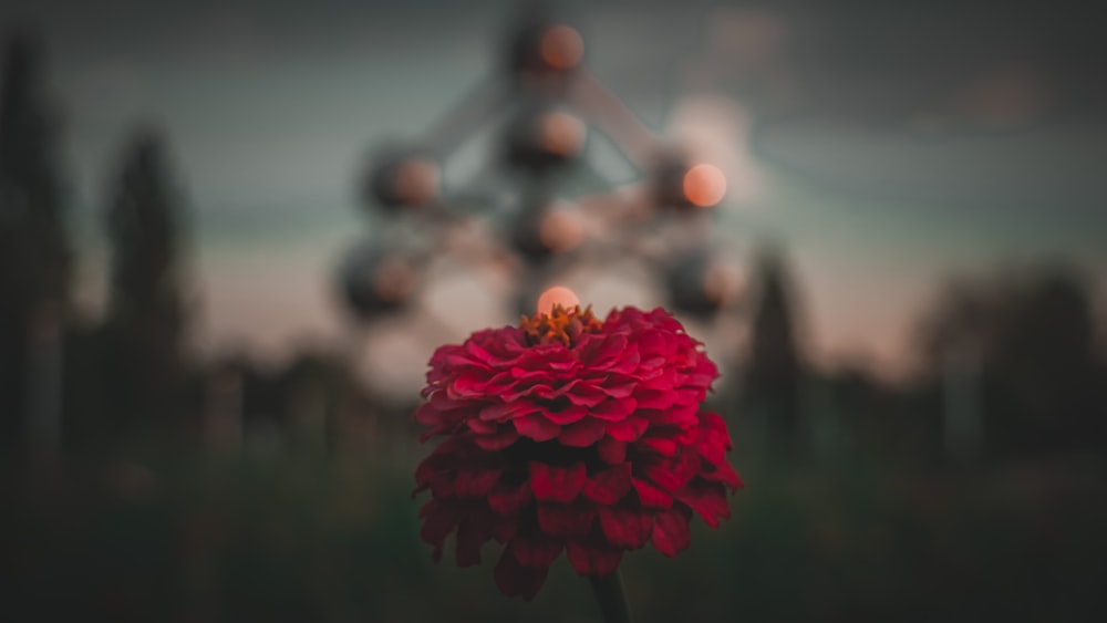 uma flor vermelha com uma roda gigante no fundo