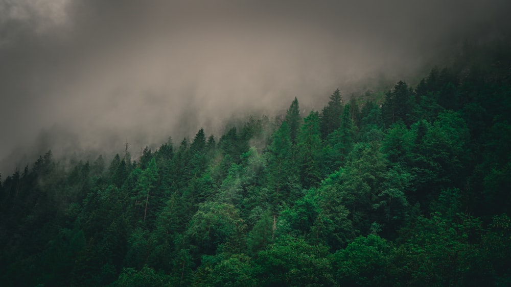 Ein Wald mit vielen grünen Bäumen unter einem bewölkten Himmel