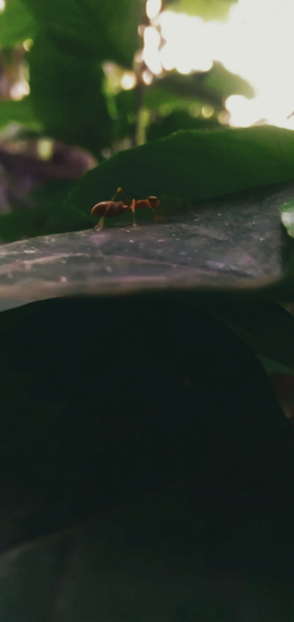 a bug is standing on a leaf in the sun
