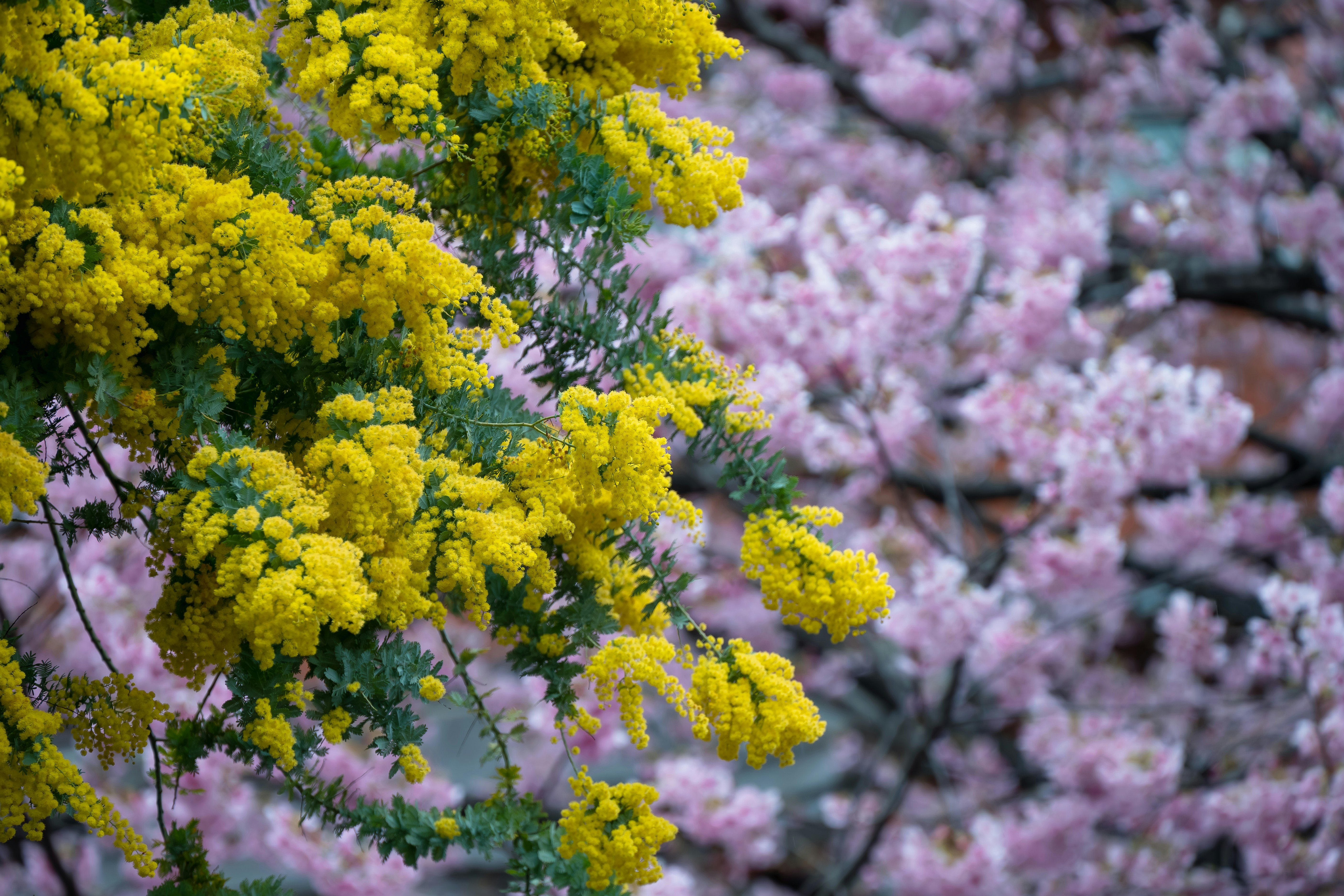 Landscape with multiple mimosa trees showcasing pink blooms