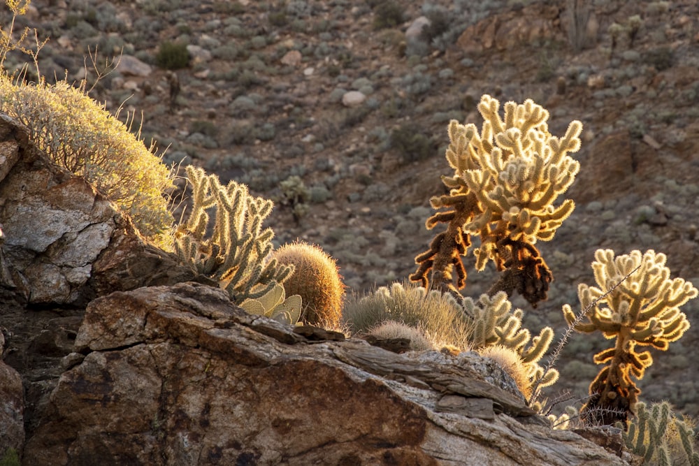 a couple of plants that are on some rocks