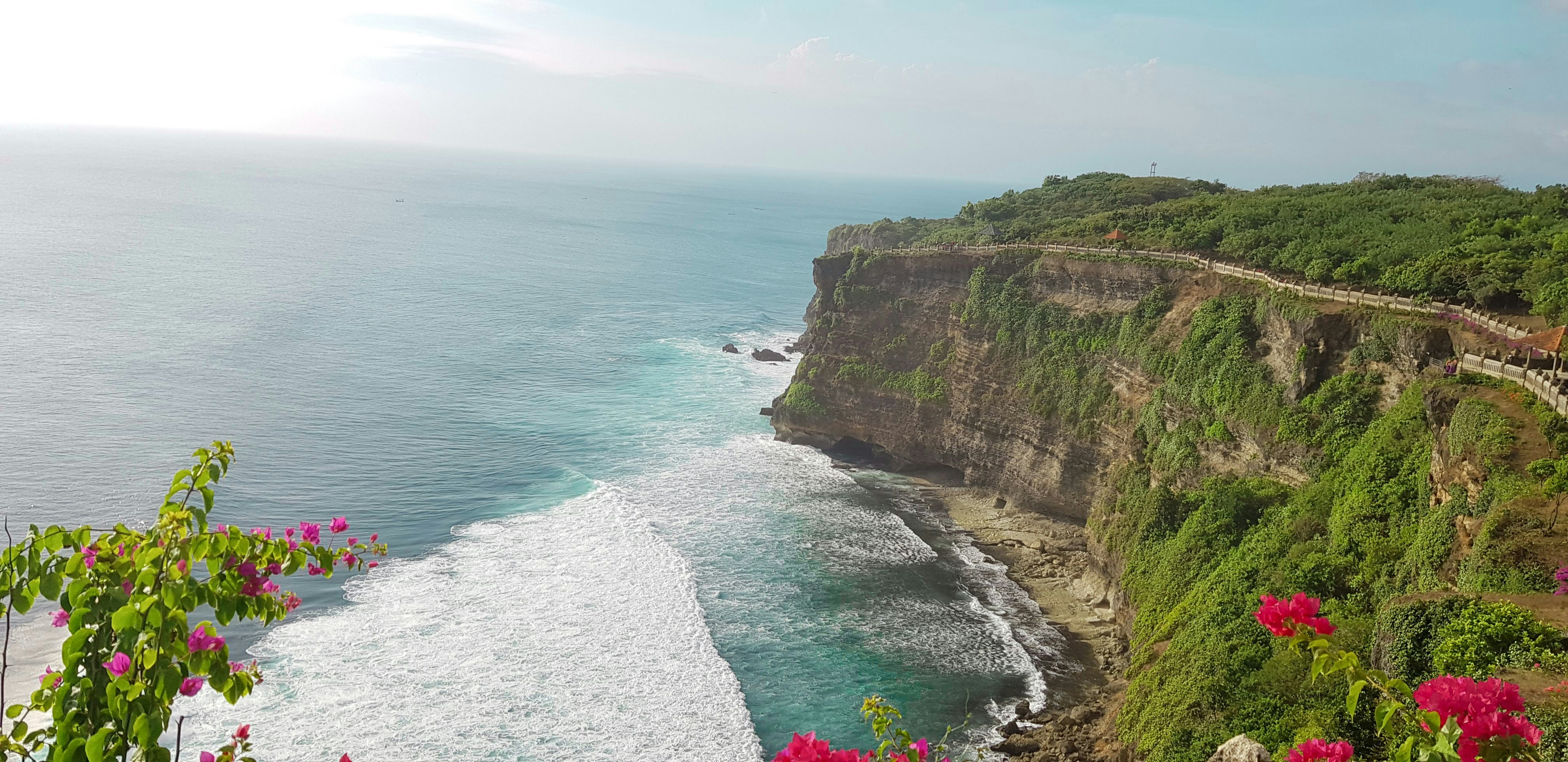 a cliff overlooking the ocean with flowers growing on it