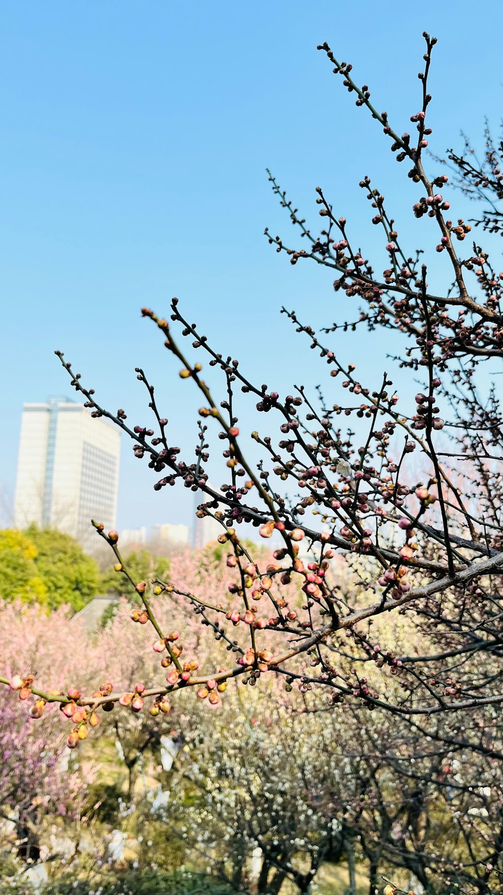 a view of a park with trees and buildings in the background