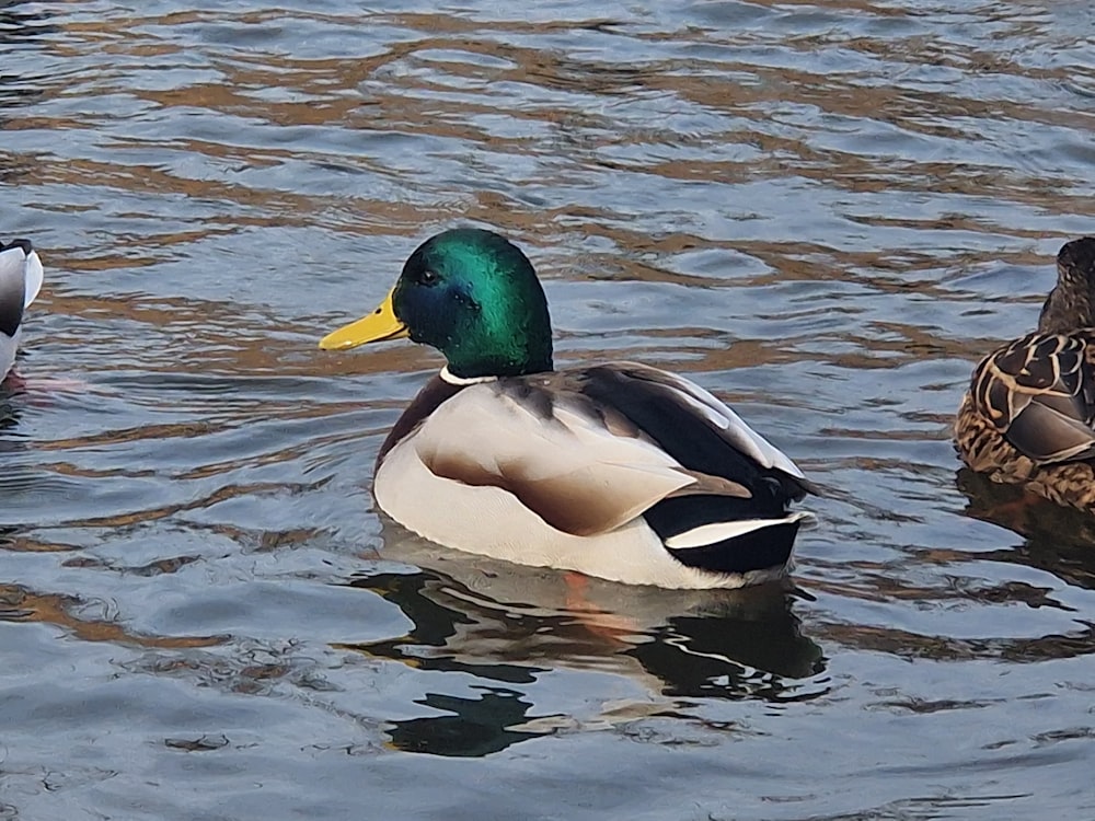 a couple of ducks floating on top of a lake