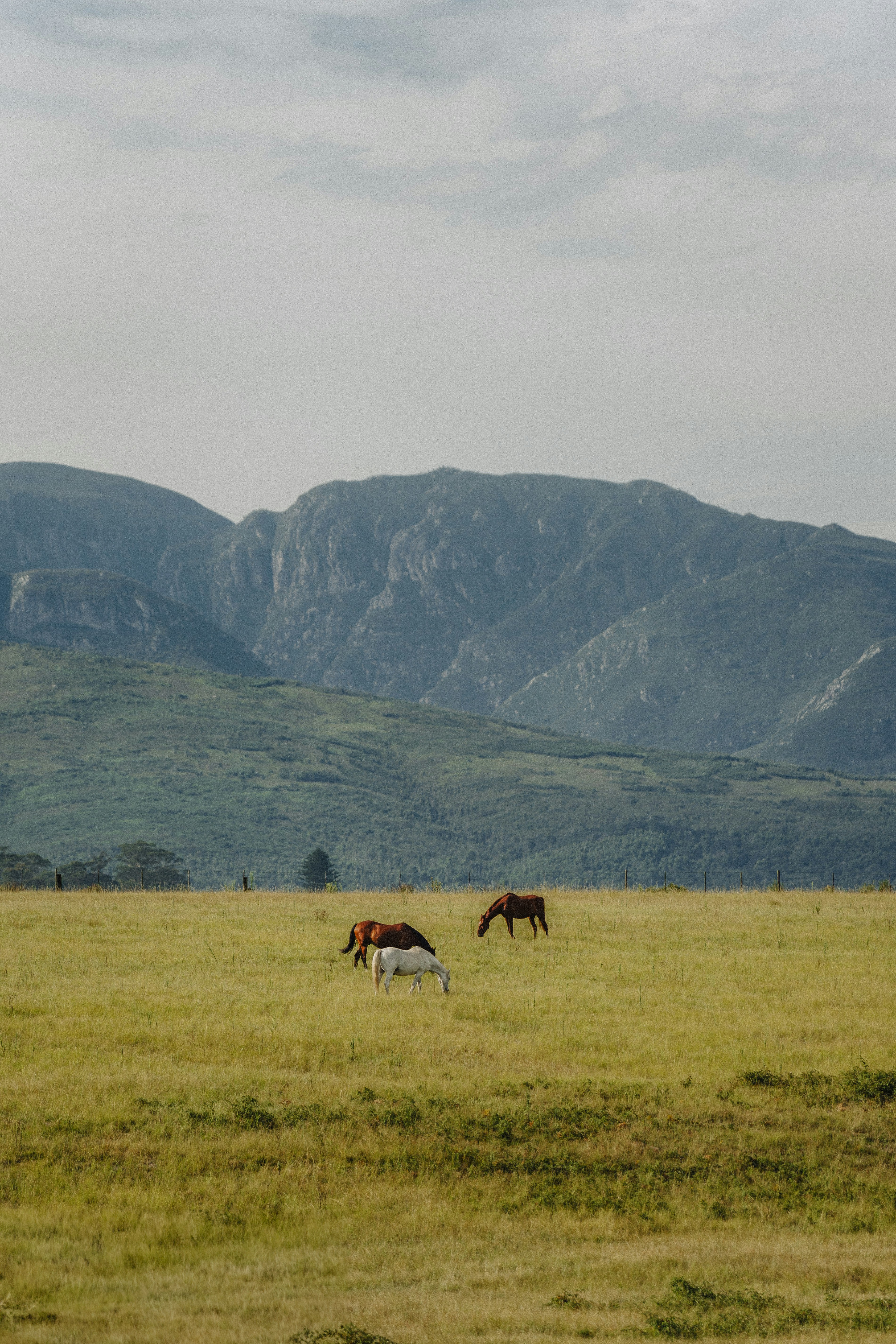 two horses grazing in a field with mountains in the background