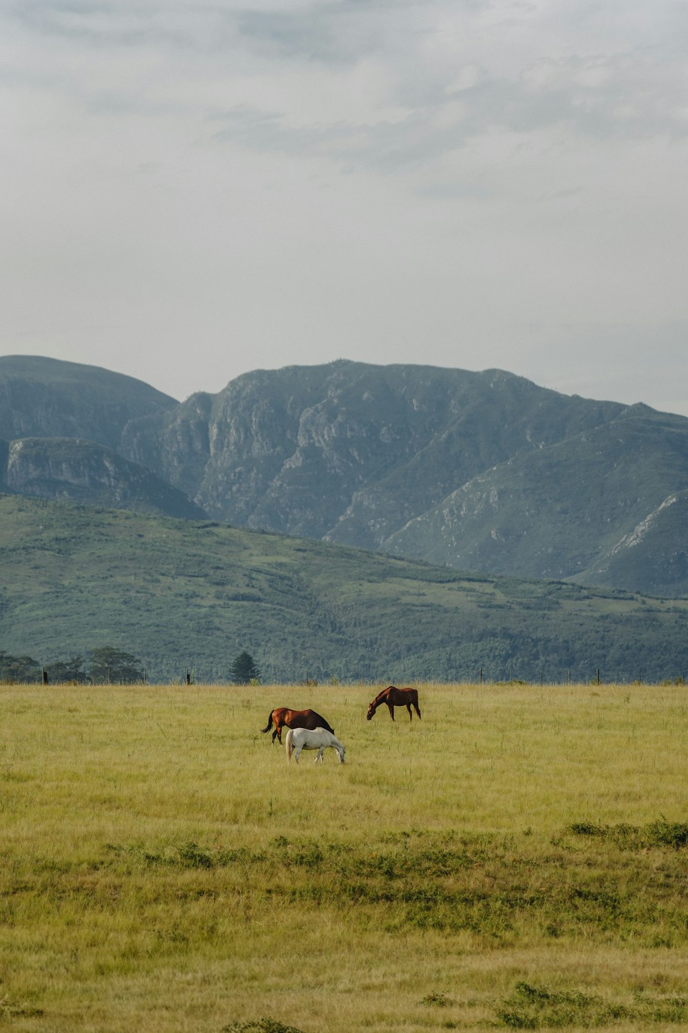 two horses grazing in a field with mountains in the background