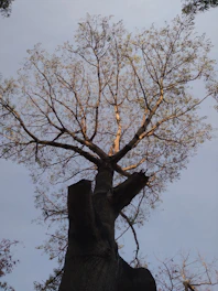 a tall tree with no leaves on it