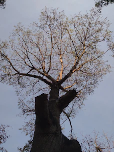 a tall tree with no leaves on it