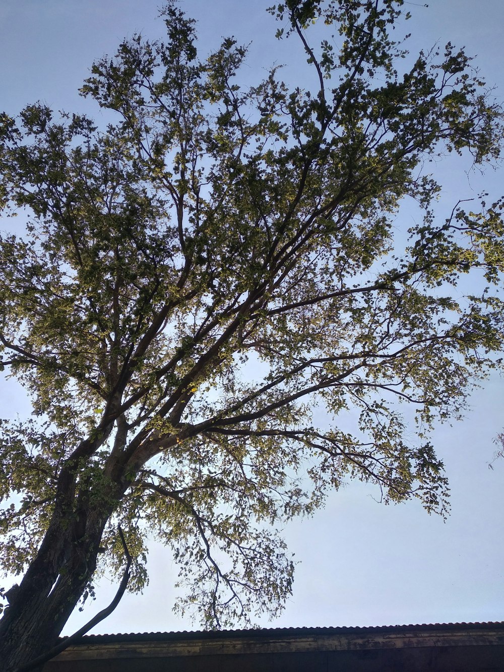 a large tree with lots of leaves in front of a building