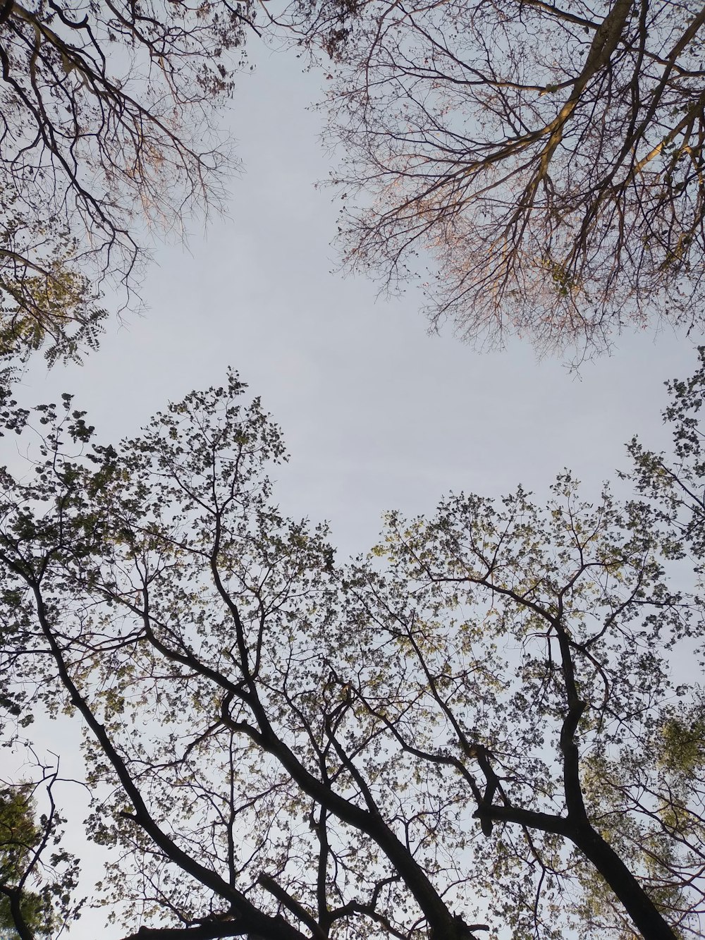 looking up at the tops of trees in a forest