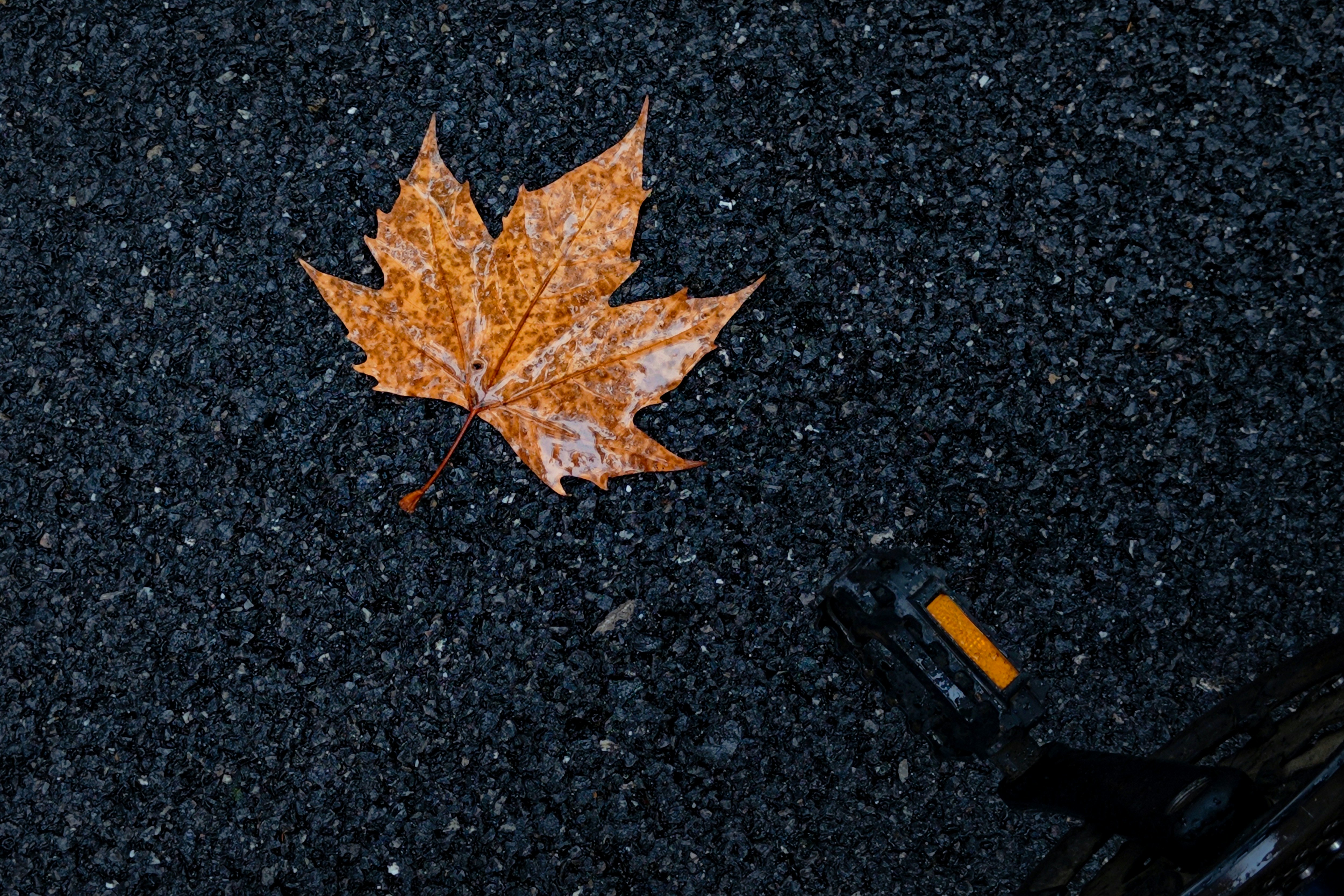 Una foglia è appoggiata a terra accanto a una bicicletta