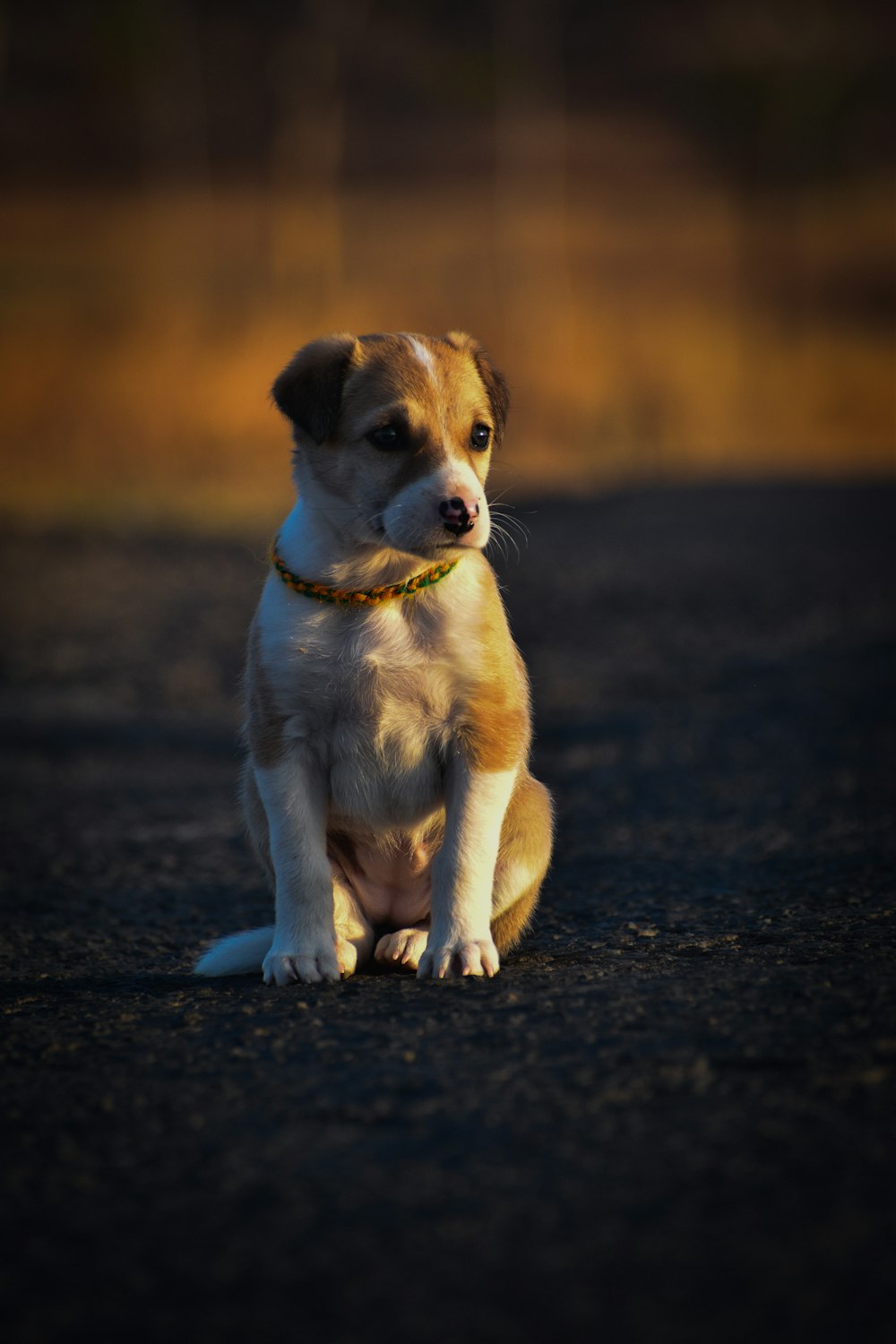 a small brown and white dog sitting on top of a road