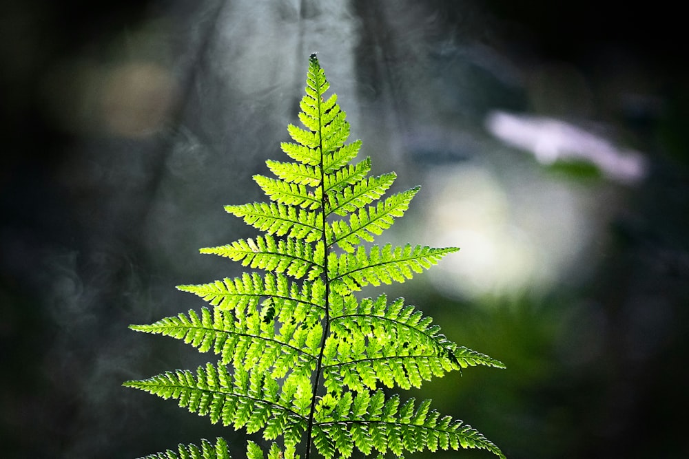 a close up of a green leaf on a tree